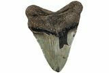 Fossil Megalodon Tooth - North Carolina #221828-2